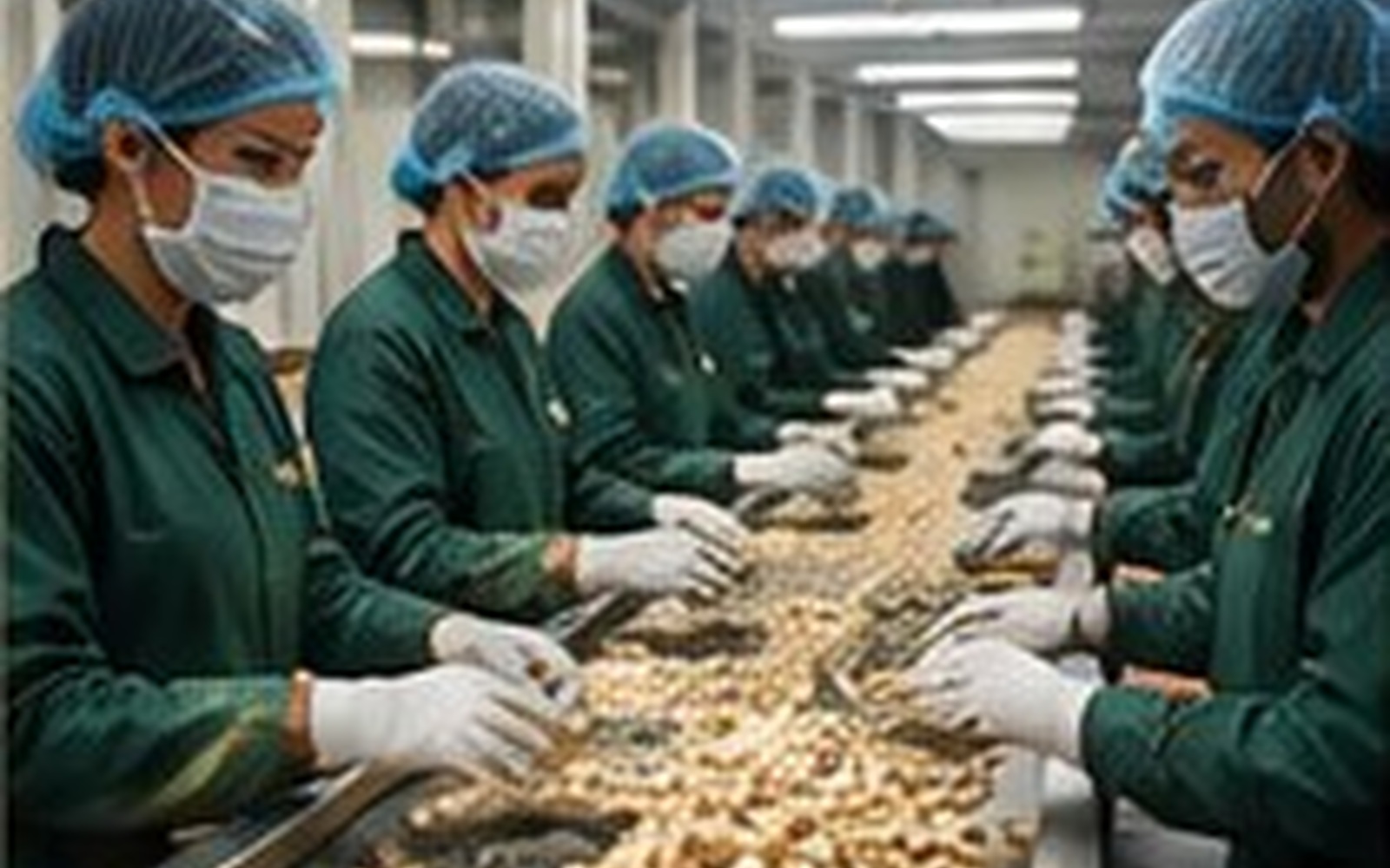 Cashew processing and quality handling